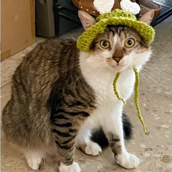 🐾 Handcrafted Crochet Hats for Pets 🧶💚 - Picture 4 of 5